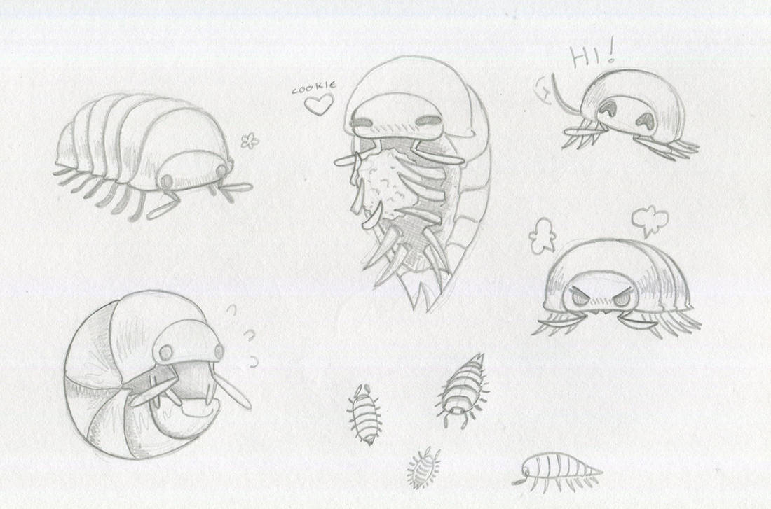 Isopod Sketches by VioletMarshmallows on DeviantArt