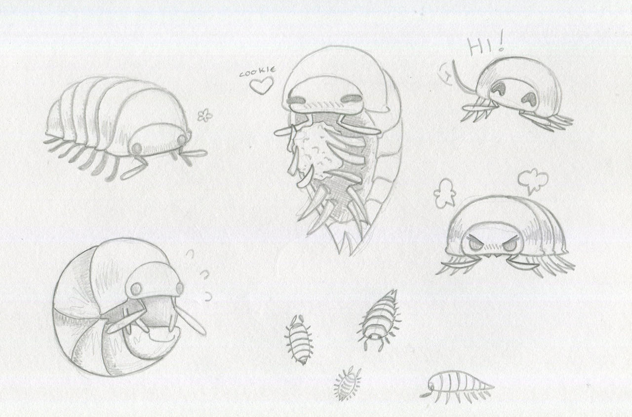 Isopod Sketches by VioletMarshmallows on DeviantArt