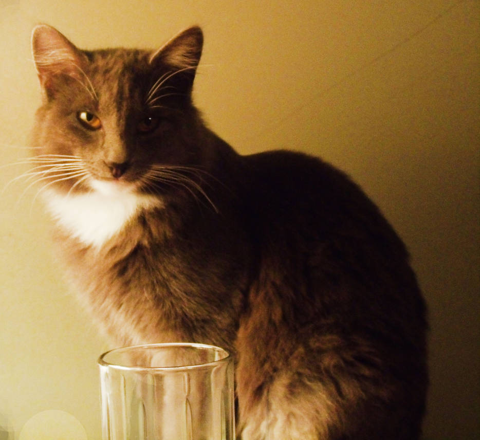 O'mally by 0592514 on DeviantArt