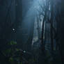 Dark Backlight Dawn in a Forest