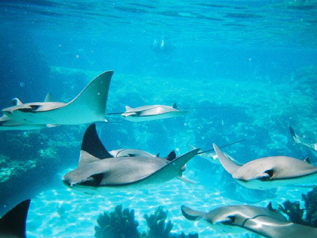 Swimming with the manta rays