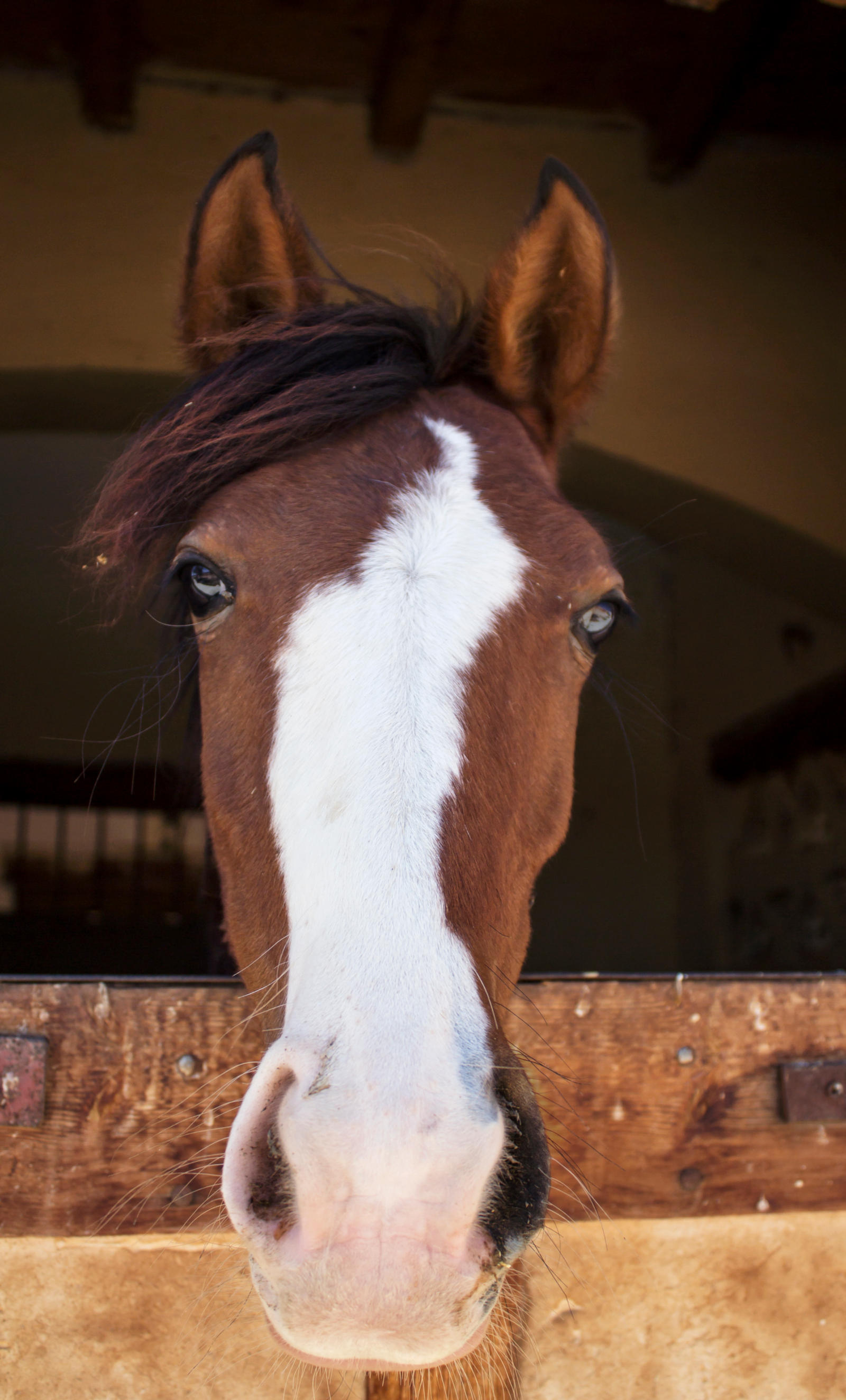 Baby horse. Danger - very cute!