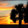  Florida Palm Tree Sunset