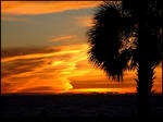 Florida Palm Tree Sunset 2 by effaced