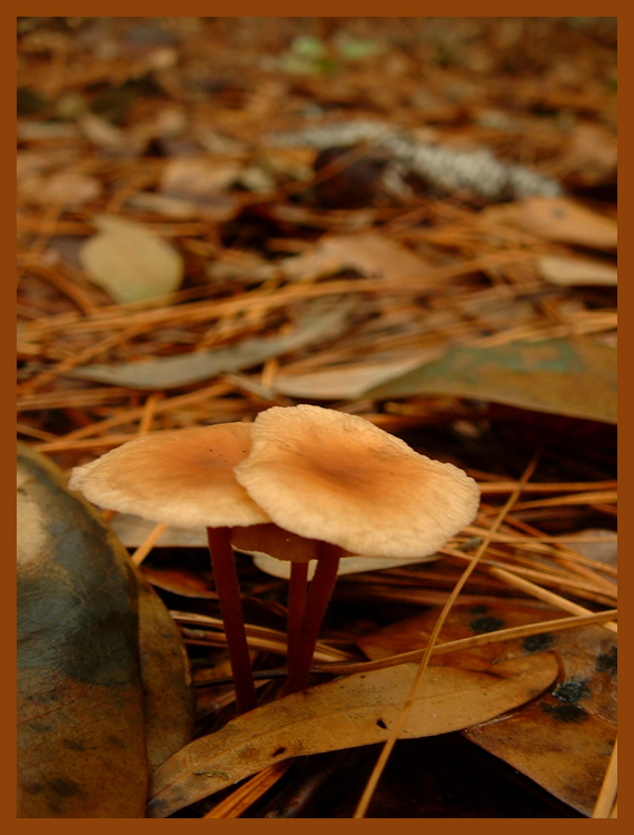 Fall Leaves and Mushrooms