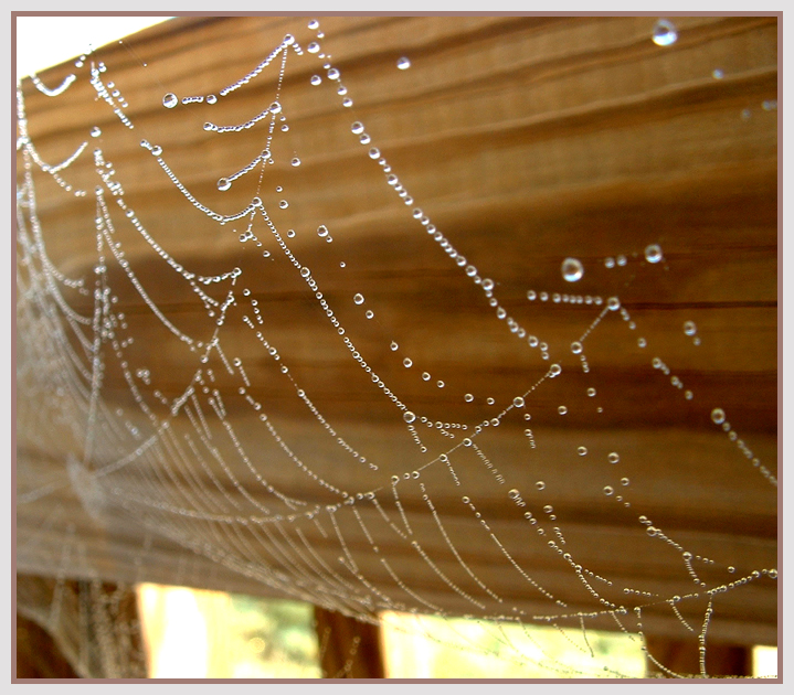 Spiderwebs