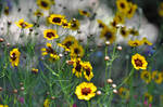 Meadowed Coreopsis by Willowedwolf