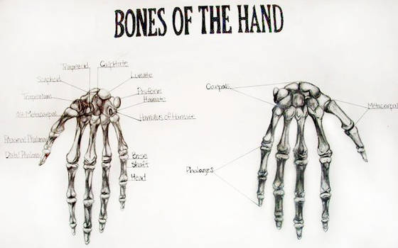 Bones of the Hand