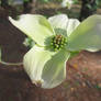 Dogwood1