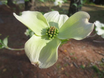 Dogwood1