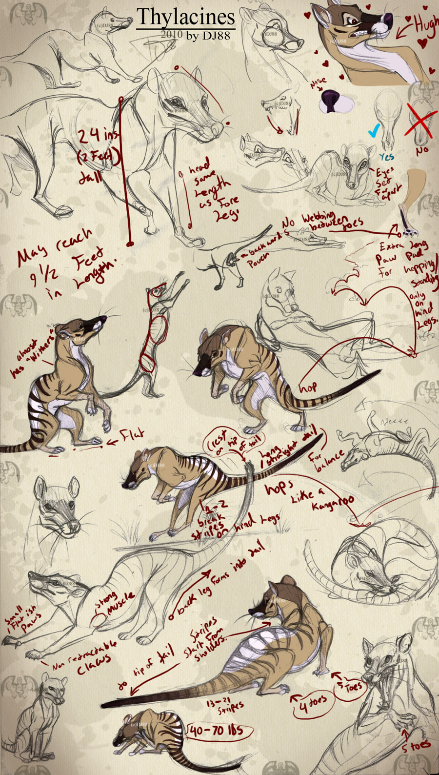 Thylacine Notes