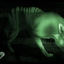 Thylacine Night Cam