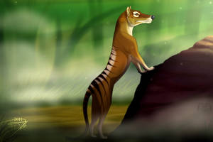 Thylacine-