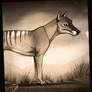 ....Thylacine....