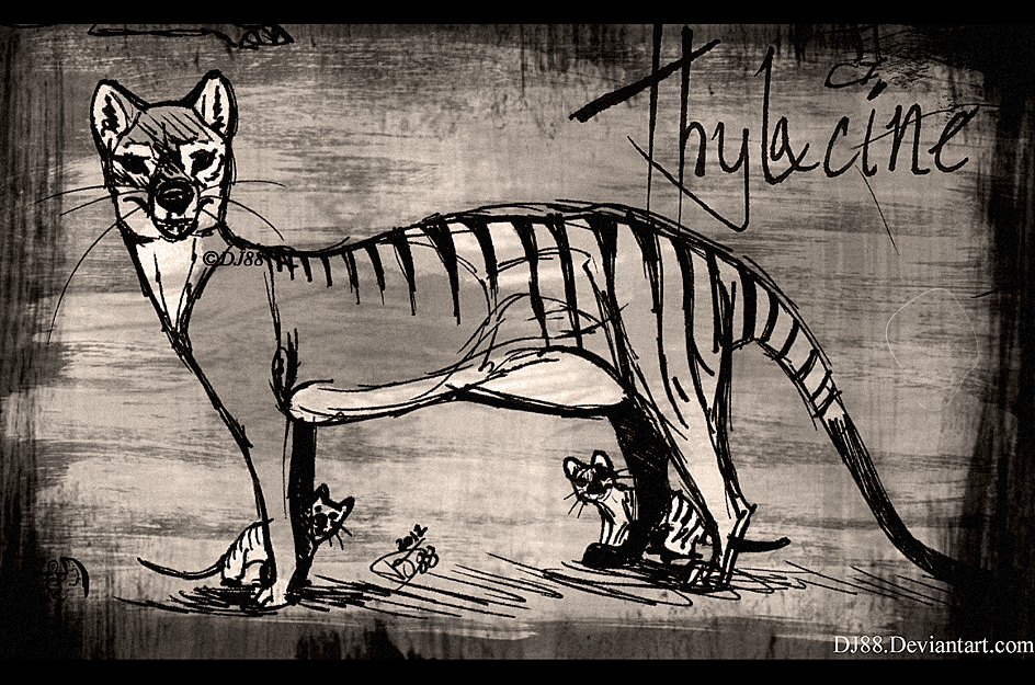 Thylacine Pen 2-Mother n Pups