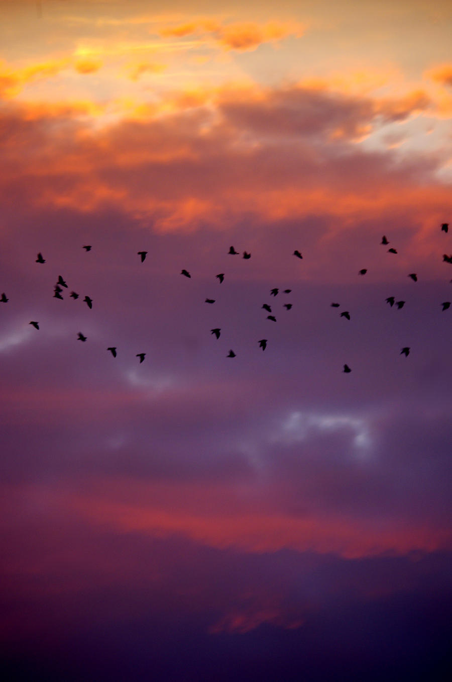 Birds in the sky