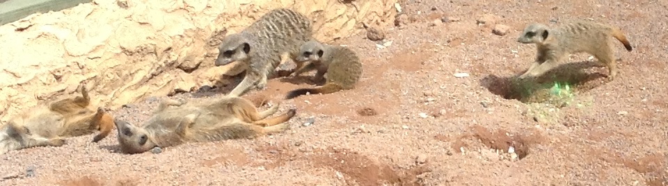 Meerkats Relaxed