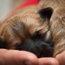 Newborn Pups -  2 weeks old