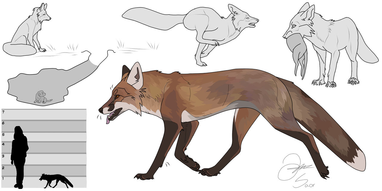 Red Fox concept art by TNRwolf on DeviantArt