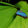 morpho butterfly