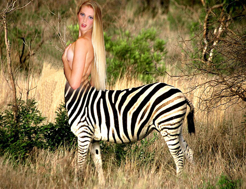 zebra centaur