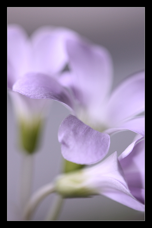 Oxalis in Bloom 2