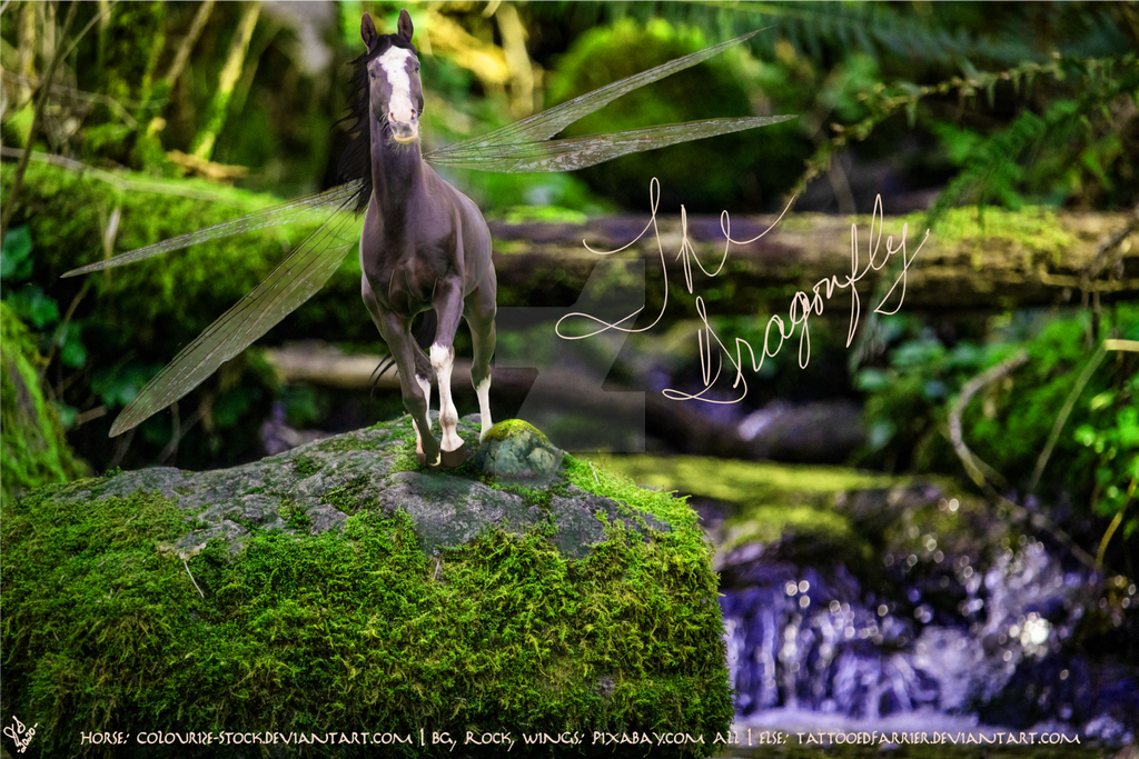 Dragonfly Horse by tattooedfarrier on DeviantArt