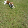 Sweetie barking at bristletail (bug)