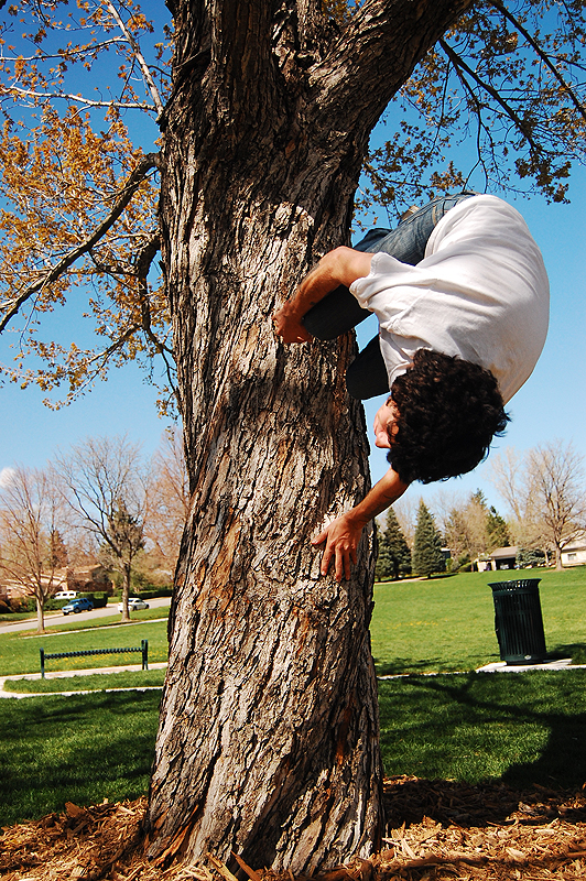 Tree Spin