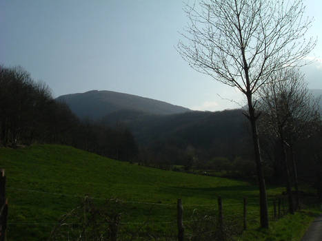 mountains with trees