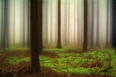 The Misty Woods by_PeterK by bnext