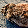 Diamond Head Rattlesnake