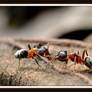 Carpenter ant workers