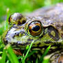 Leopard Frog