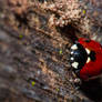 Ladybug Macro