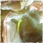 daphne by ibrunswick