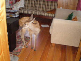 THE DEER IS IN THE HOUSE?