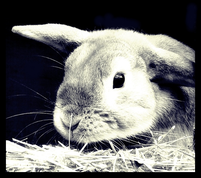 Rabit