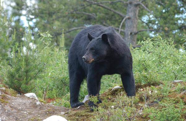 Black bear