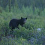 Black bear in bush