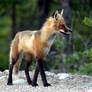 Red fox
