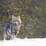 Before Wolves meeting