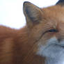 a little nice fox