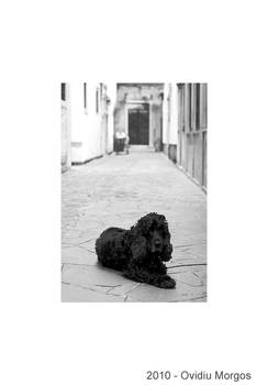 VENICE VIII - Dog