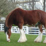 Clydesdale