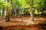 walking in the forest... by Nat-ty