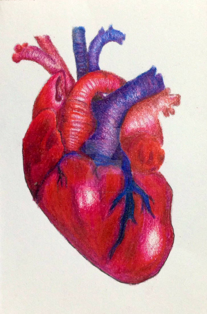 Realistic Heart - colored by wolfgirlhello on DeviantArt