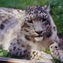 Snowleopard 2