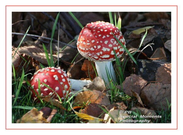 Amanita Muscaria 2