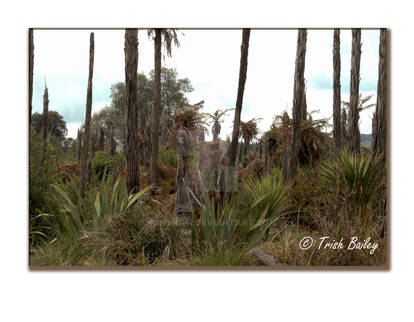 Hannahs Bay conservation area